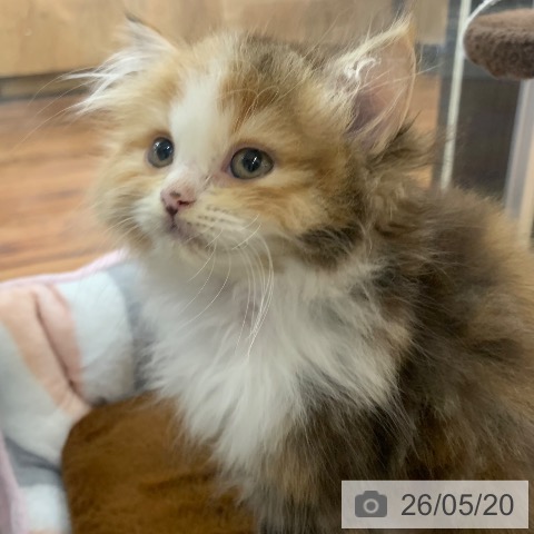 スコティッシュフォールドの写真