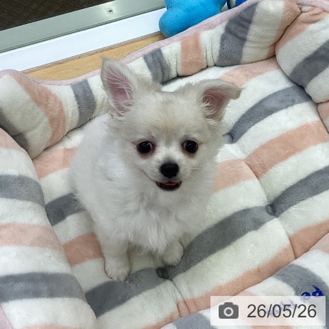 三重県のチワワ(ロング) (ペットプラス 津南店/2026年3月19日生まれ/男の子/クリームホワイト)の子犬の3枚目の画像