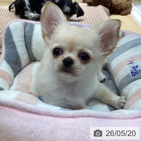 チワワの写真