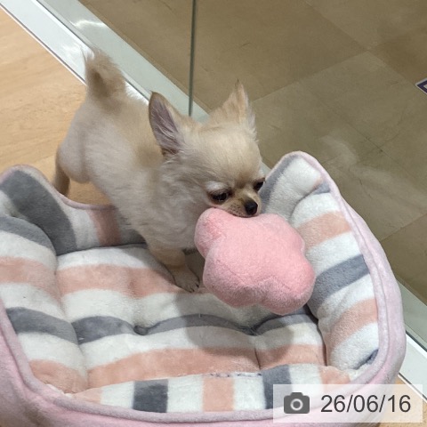 チワワの写真