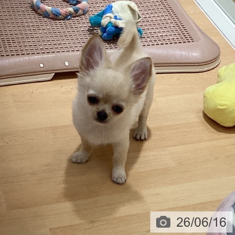 チワワの写真
