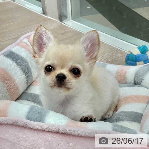 チワワの写真