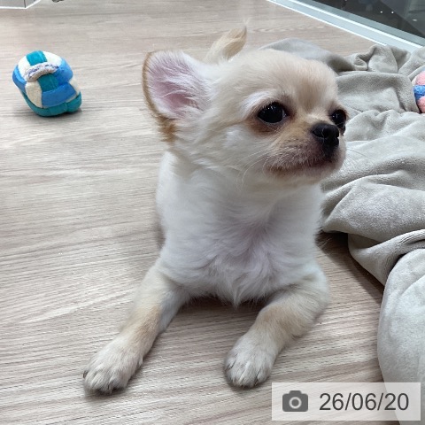 チワワの写真