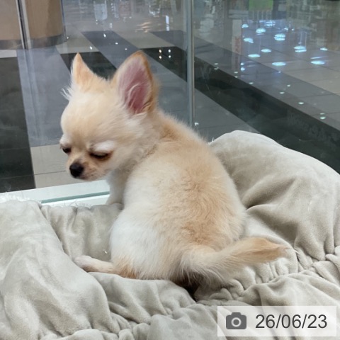 チワワの写真