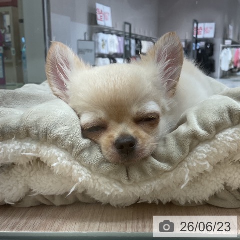 チワワの写真