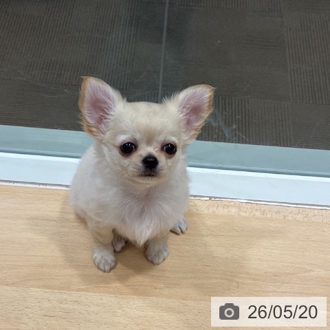 チワワの写真