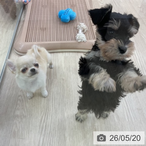チワワの写真