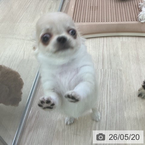 チワワの写真