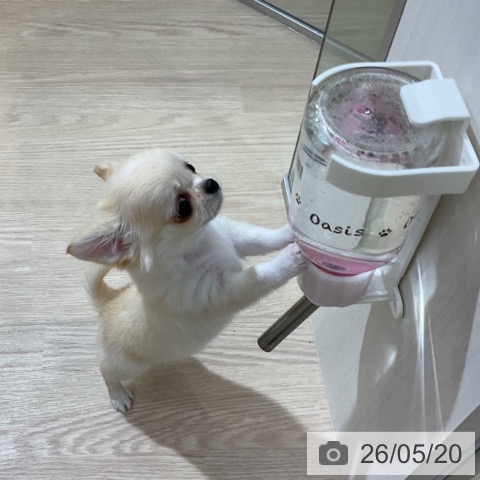 チワワの写真