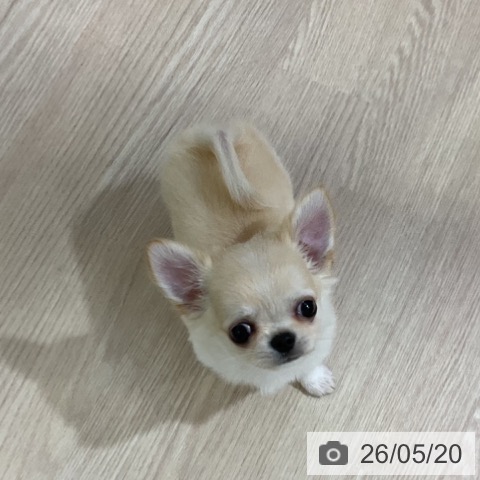 チワワの写真