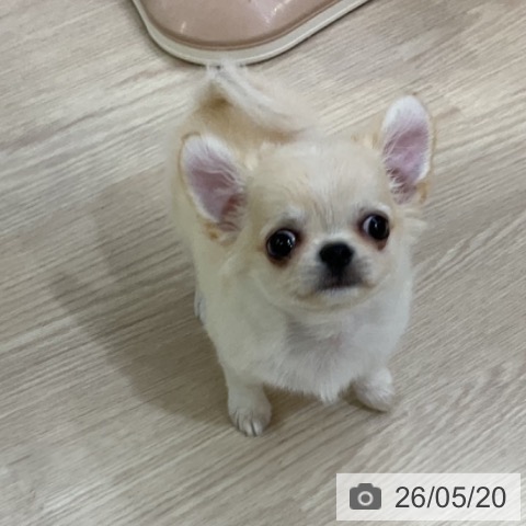 チワワの写真