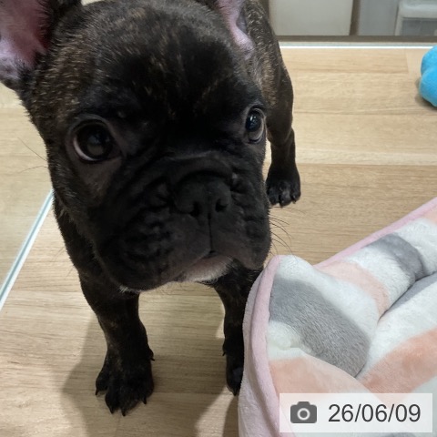 フレンチ・ブルドッグの写真