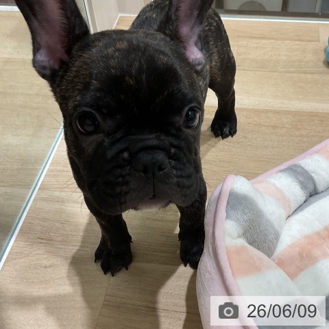 フレンチ・ブルドッグの写真