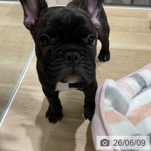 フレンチ・ブルドッグの写真