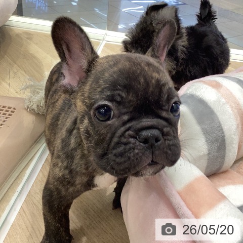 フレンチ・ブルドッグの写真