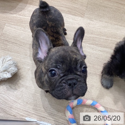 フレンチ・ブルドッグの写真