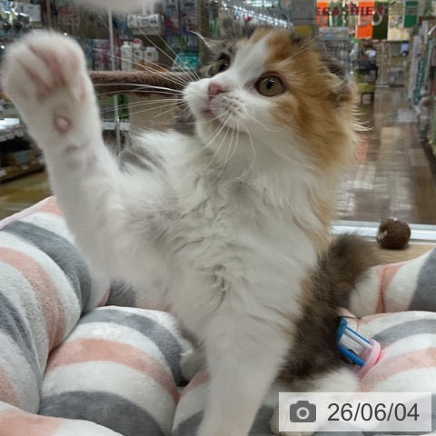 愛知県のスコティッシュフォールド (ペットプラス mozoワンダーシティ店/2026年3月12日生まれ/女の子/ブラウンパッチドタビーホワイト)の子猫の3枚目の画像