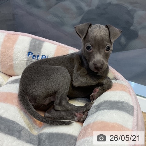 愛知県のイタリアングレーハウンド (ペットプラス 岡崎店/2026年3月21日生まれ/男の子/ブルー)の子犬の4枚目の画像