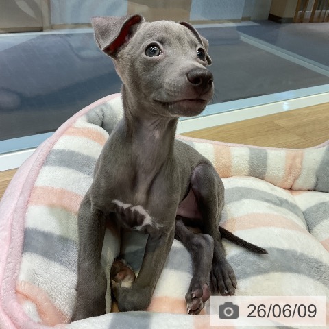 愛知県のイタリアングレーハウンド (ペットプラス 岡崎店/2026年3月21日生まれ/男の子/ブルー)の子犬の4枚目の画像