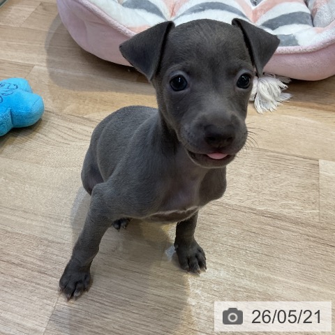 愛知県のイタリアングレーハウンド (ペットプラス 岡崎店/2026年3月21日生まれ/男の子/ブルー)の子犬の3枚目の画像