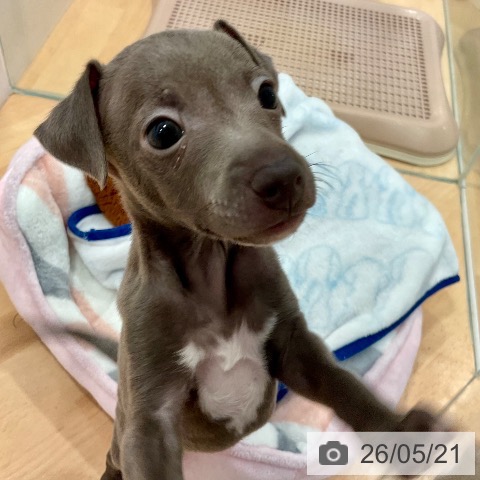 愛知県のイタリアングレーハウンド (ペットプラス 名古屋茶屋店/2026年3月21日生まれ/男の子/ブルー)の子犬の3枚目の画像