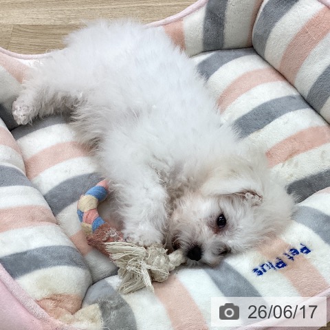 愛知県のビションフリーゼ (ペットプラス 千音寺店/2026年3月6日生まれ/男の子/ホワイト)の子犬の3枚目の画像