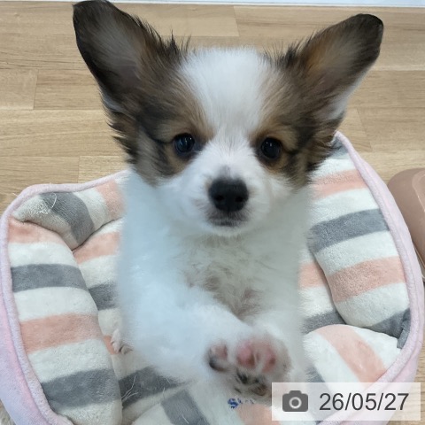 パピヨンの写真