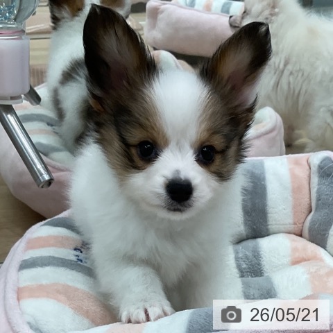 愛知県のパピヨン (ペットプラス 熱田店/2026年3月21日生まれ/男の子/ホワイトブラウン)の子犬の4枚目の画像