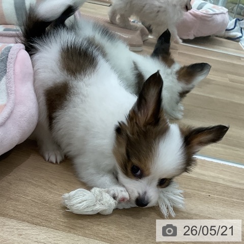 愛知県のパピヨン (ペットプラス 熱田店/2026年3月21日生まれ/男の子/ホワイトブラウン)の子犬の3枚目の画像