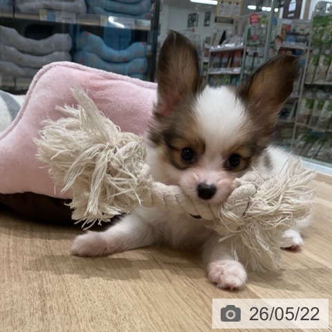 三重県のパピヨン (ペットプラス 鈴鹿店/2026年3月21日生まれ/男の子/ホワイトブラウン)の子犬の4枚目の画像