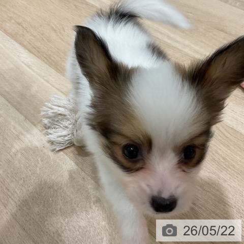 三重県のパピヨン (ペットプラス 鈴鹿店/2026年3月21日生まれ/男の子/ホワイトブラウン)の子犬の3枚目の画像