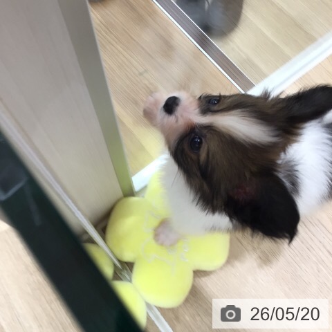 パピヨンの写真