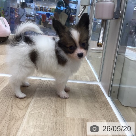 パピヨンの写真