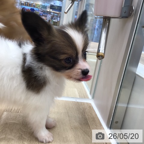 パピヨンの写真