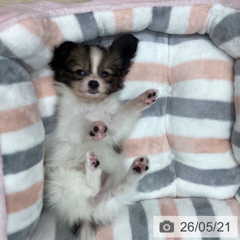 岐阜県のパピヨン (ペットプラス 各務原店/2026年3月21日生まれ/男の子/ホワイトブラウン)の子犬の3枚目の画像