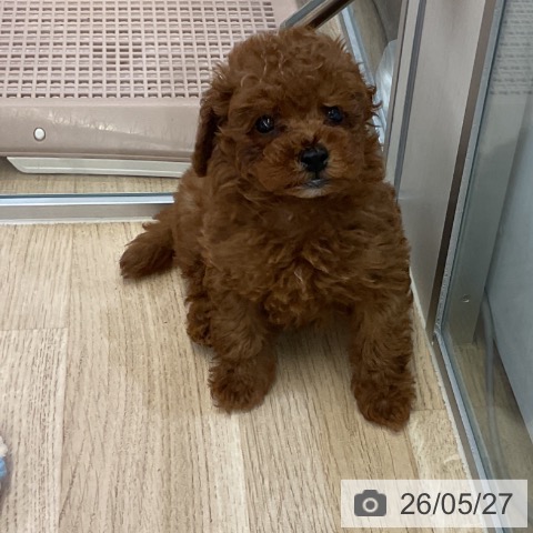 愛知県のトイプードル(トイ) (ペットプラス mozoワンダーシティ店/2026年3月20日生まれ/男の子/レッド)の子犬の4枚目の画像