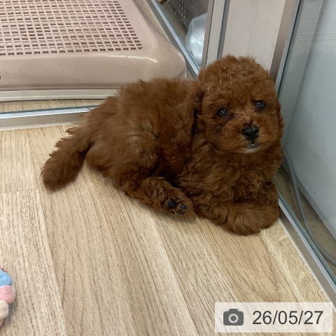 愛知県のトイプードル(トイ) (ペットプラス mozoワンダーシティ店/2026年3月20日生まれ/男の子/レッド)の子犬の3枚目の画像