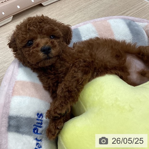 石川県のトイプードル(トイ) (ペットプラス 白山店/2026年3月20日生まれ/男の子/レッド)の子犬の4枚目の画像