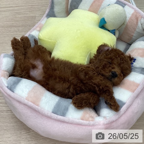 石川県のトイプードル(トイ) (ペットプラス 白山店/2026年3月20日生まれ/男の子/レッド)の子犬の3枚目の画像
