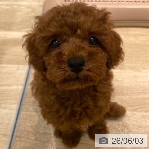 愛知県のトイプードル(トイ) (ペットプラス 則武新町店/2026年3月20日生まれ/女の子/レッド)の子犬の4枚目の画像