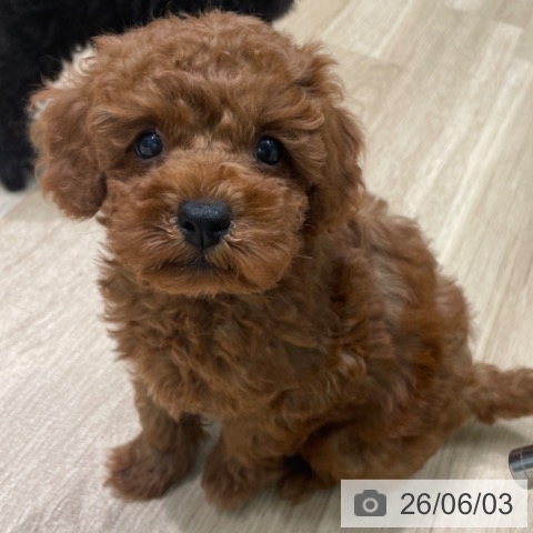 愛知県のトイプードル(トイ) (ペットプラス 則武新町店/2026年3月20日生まれ/女の子/レッド)の子犬の3枚目の画像
