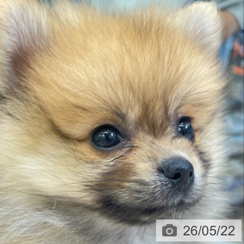 富山県のポメラニアン (ペットプラス 高岡店/2026年3月21日生まれ/男の子/オレンジ)の子犬の3枚目の画像