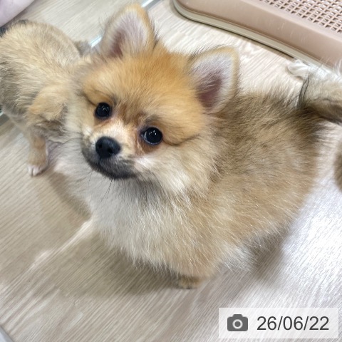 富山県のポメラニアン (ペットプラス 高岡店/2026年3月21日生まれ/男の子/オレンジ)の子犬の4枚目の画像