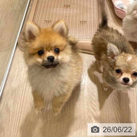 富山県のポメラニアン (ペットプラス 高岡店/2026年3月21日生まれ/男の子/オレンジ)の子犬の3枚目の画像
