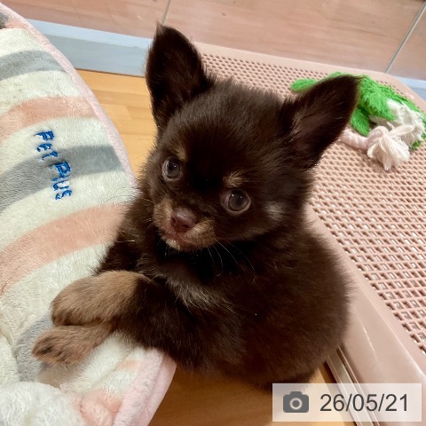 愛知県のチワワ(ロング) (ペットプラス 名古屋茶屋店/2026年3月21日生まれ/男の子/チョコレートタン)の子犬の4枚目の画像