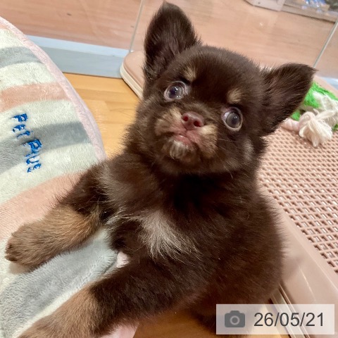 愛知県のチワワ(ロング) (ペットプラス 名古屋茶屋店/2026年3月21日生まれ/男の子/チョコレートタン)の子犬の3枚目の画像