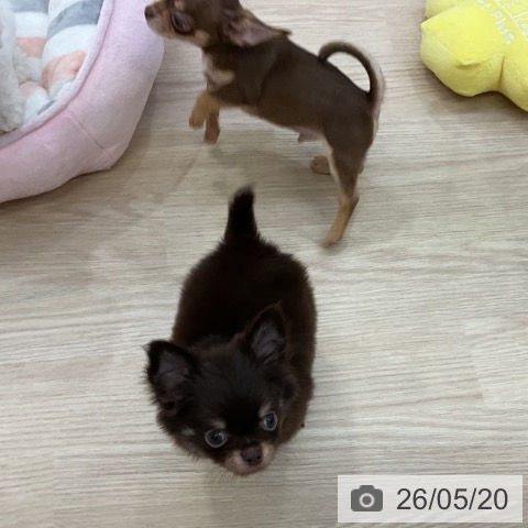 チワワの写真
