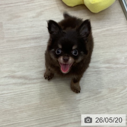 チワワの写真