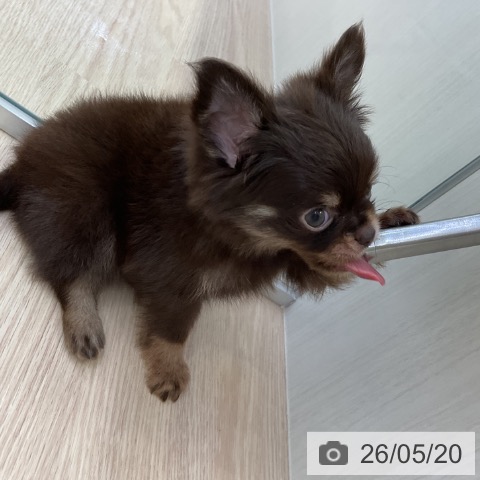 チワワの写真
