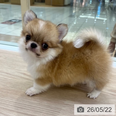 チワワの写真
